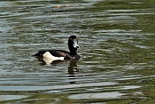 Polák chocholačka ♂ (Aythya fuligula). Park Lednice