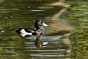 Polák chocholačka ♂ (Aythya fuligula). Park Lednice