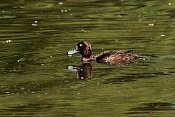 Polák chocholačka ♀  (Aythya fuligula). Park Lednice