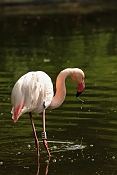 Plameňák růžový (Phoenicopterus rubes roseus) . ZOO Jihlava