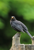 Kos černý (Turdus merula). ZOO Jihlava