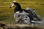 Berneška bělolící (Branta leucopsis). ZOO Jihlava