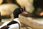 Husice liščí (Tadorna tadorna). ZOO Jihlava