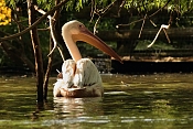Pelikán bílý (Pelecanus onocrotalus). ZOO Jihlava