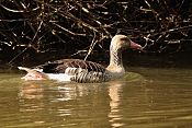 Husa velká (Anser anser). ZOO Jihlava