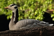 Husa indická (Anser indicus). ZOO Jihlava