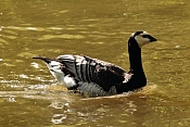 Berneška bělolící (Branta leucopsis). ZOO Jihlava