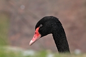 Labuť černá (Cygnus atratus). ZOO Jihlava