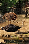 Pštros dvouprstý (Struthio camelus). ZOO Jihlava