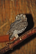 Výreček malý (Otus scops). ZOO Jihlava