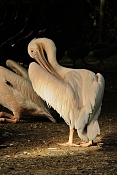 Pelikán bílý (Pelecanus onocrotalus). ZOO Jihlava