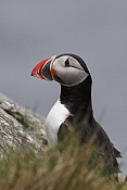 Papuchalk ploskozobý (Fratercula arctica)