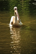 Pelikán bílý (Pelecanus onocrotalus). ZOO Jihlava