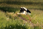 Čáp bílý (Ciconia ciconia). U Bartošovic v Orlických horách