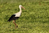 Čáp bílý (Ciconia ciconia). U Bartošovic v Orlických horách
