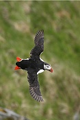 Papuchalk ploskozobý (Fratercula arctica)
