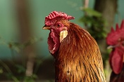 Kur domácí (Gallus gallus f. domestica). ZOO Tábor