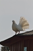 Holub domácí - anglický bílý pávík (Columba livia domestica). ZOO Tábor