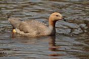 Husice rudohlavá (Chloephaga rubidiceps). ZOO Tábor