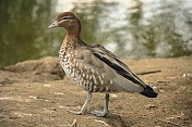 Kachnička hřivnatá (Chenonetta jubata). ZOO Tábor