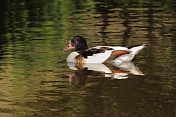 Husice liščí (Tadorna tadorna). ZOO Tábor