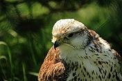 Raroh lovecký (Falco rusticolus). ZOO Tábor
