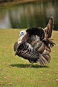 Krocan divoký (Meleagris gallopavo). ZOO Tábor