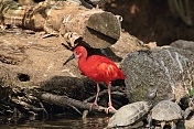 Ibis rudý (Eudocimus ruber). ZOO Tábor