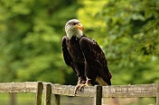 Orel bělohlavý (Haliaeetus leucocephalus). Obora Žleby