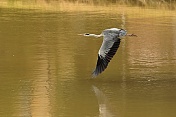Volavka popelavá (Ardea cinerea). Obora Žleby