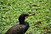 Kormorán velký (Phalacrocorax carbo). Obora Žleby