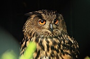 Výr velký (Bubo bubo). Obora Žleby