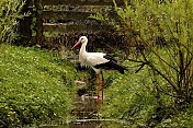 Čáp bílý (Ciconia ciconia). Obora Žleby