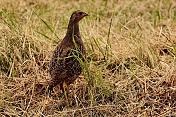 Koroptev polní (Perdix perdix). Obora Židlochovice