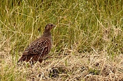 Koroptev polní (Perdix perdix). Obora Židlochovice