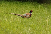 Bažant obecný (Phasianus colchicus). Obora Židlochovice