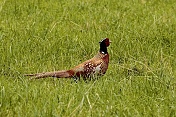 Bažant obecný (Phasianus colchicus). Obora Židlochovice