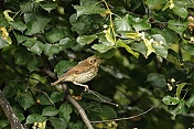 Drozd zpěvný (Turdus philomelos). Obora Židlochovice
