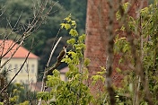 Žluna zelená (Picus viridis). Obora Židlochovice