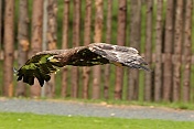 Orel stepní (Aquila nipalensis). Obora Žleby
