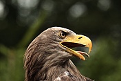 Orel mořský (Haliaeetus albicilla). Obora Žleby