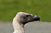 Sup africký ((Gyps africanus). Obora Žleby