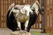Sup africký ((Gyps africanus). Obora Žleby