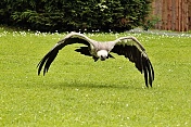 Sup africký ((Gyps africanus). Obora Žleby