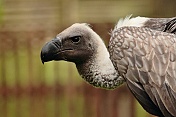 Sup africký ((Gyps africanus). Obora Žleby