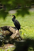 Kormorán velký (Phalacrocorax carbo). Obora Žleby