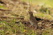 Drozd zpěvný (Turdus philomelos). Srní potok. Ralská pahorkatina