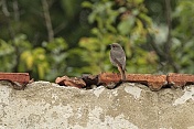 Rehek domácí (Phoenicurus ochruros). Kuřim