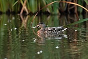 Kachna divoká (Anas platyrhychos). Vilémov