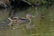 Kachna divoká (Anas platyrhychos). Vilémov